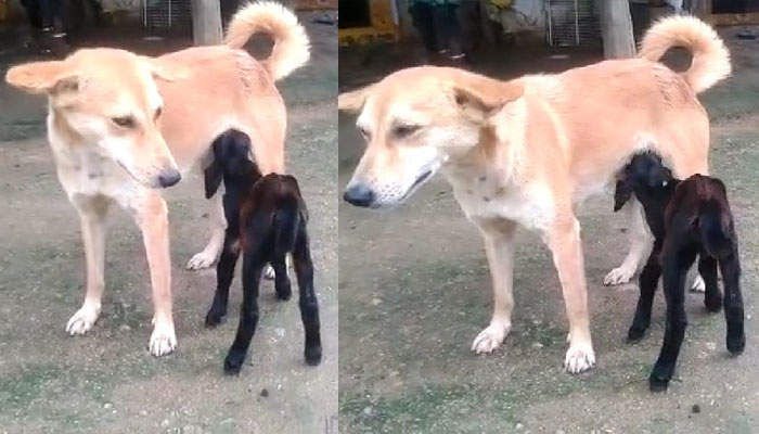 dog giving milk to goat