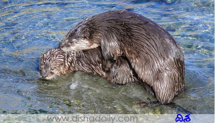 OTTERS SEX
