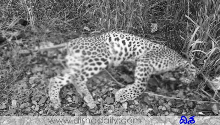 Leopard Murder
